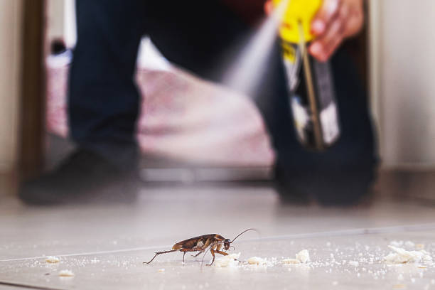 Best Insect Control  in Frostburg, MD